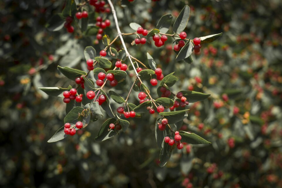 Berry fruit leaves