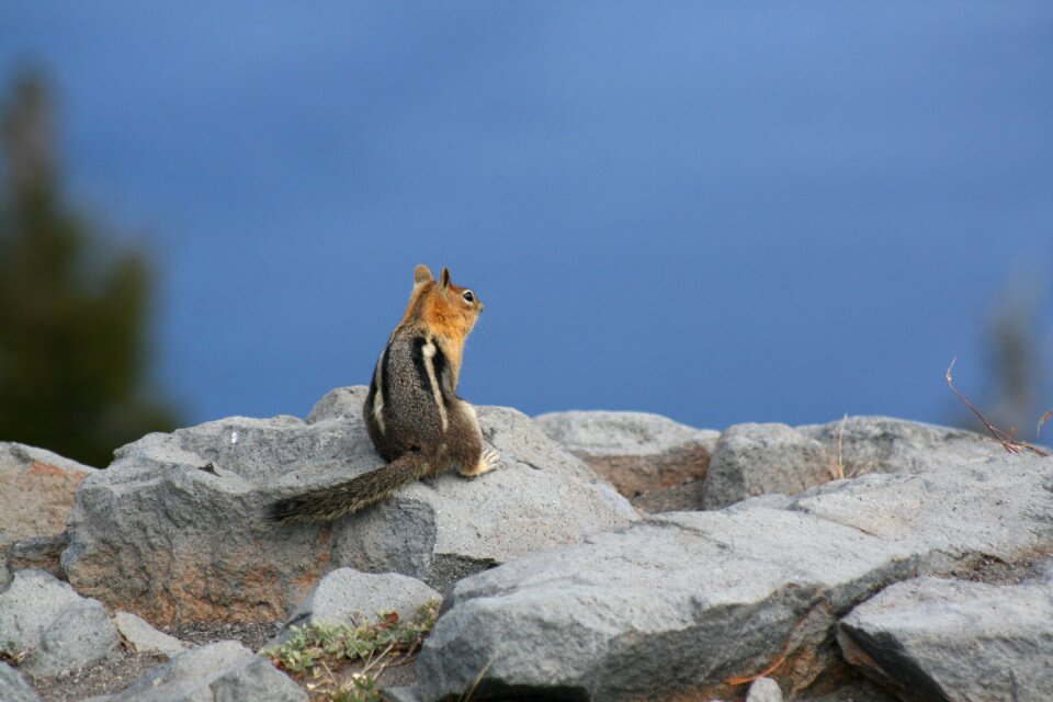 Wildlife rodent mammal