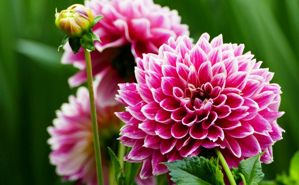 Dahlias red bud