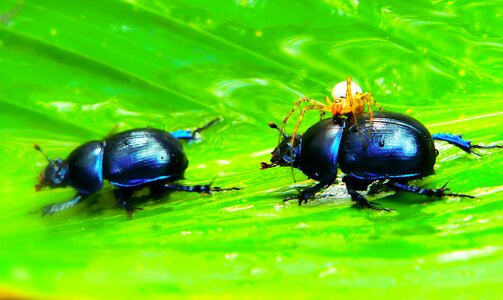Food insects animals