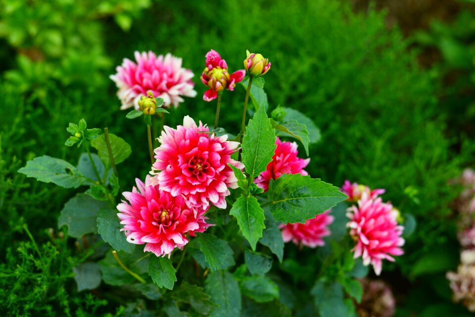 Bloom flora garden