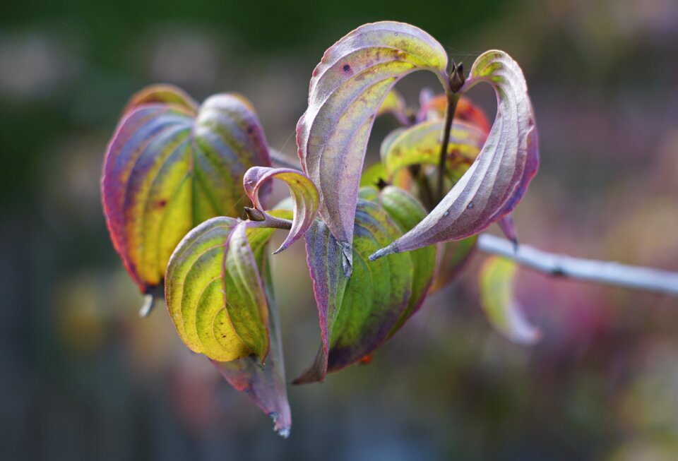 Bush branch close up