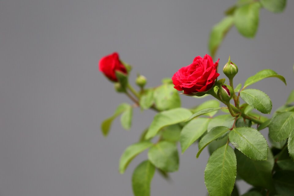 Blossom plant romantic