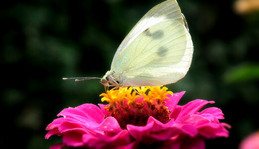 Nature macro wings