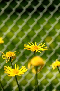 Nature fence garden