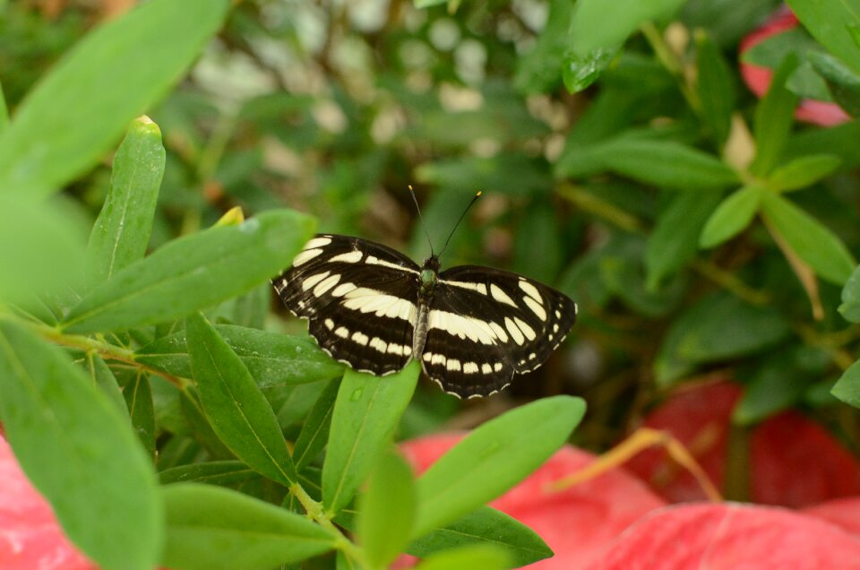 Beauty elegant nature