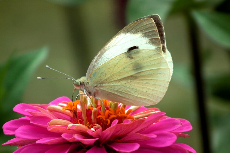 Nature macro wings