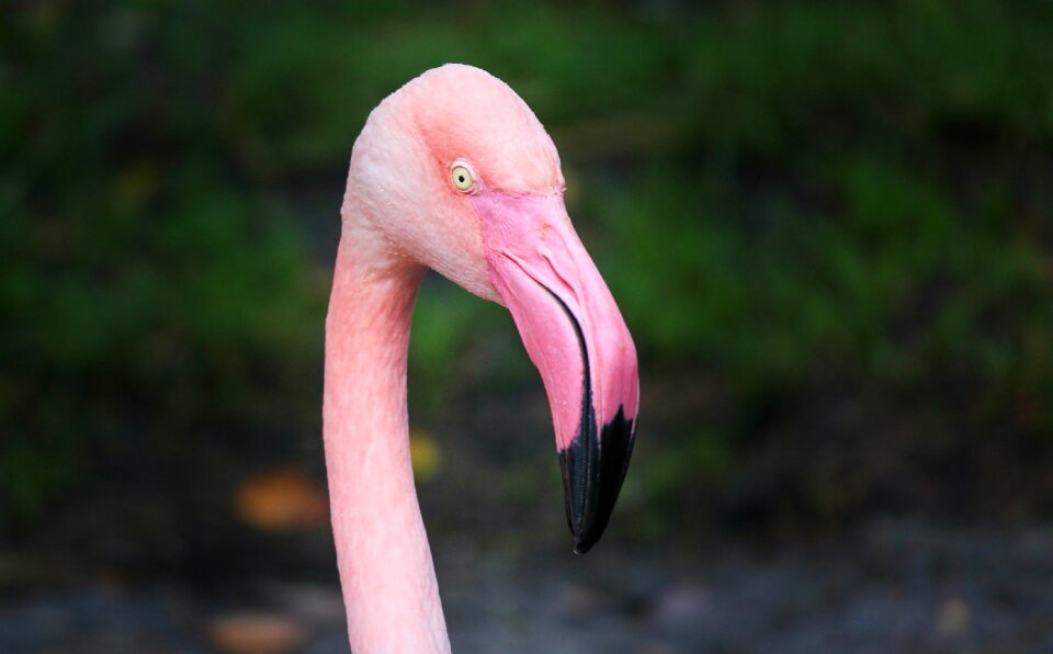 Water bird bird plumage photo