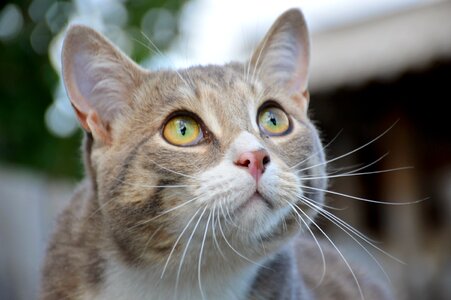 Green eyes handsome man photo