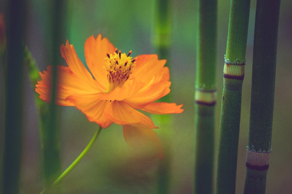Blooming petal bamboo