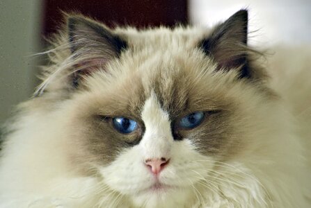 Pet blue-eyes portrait