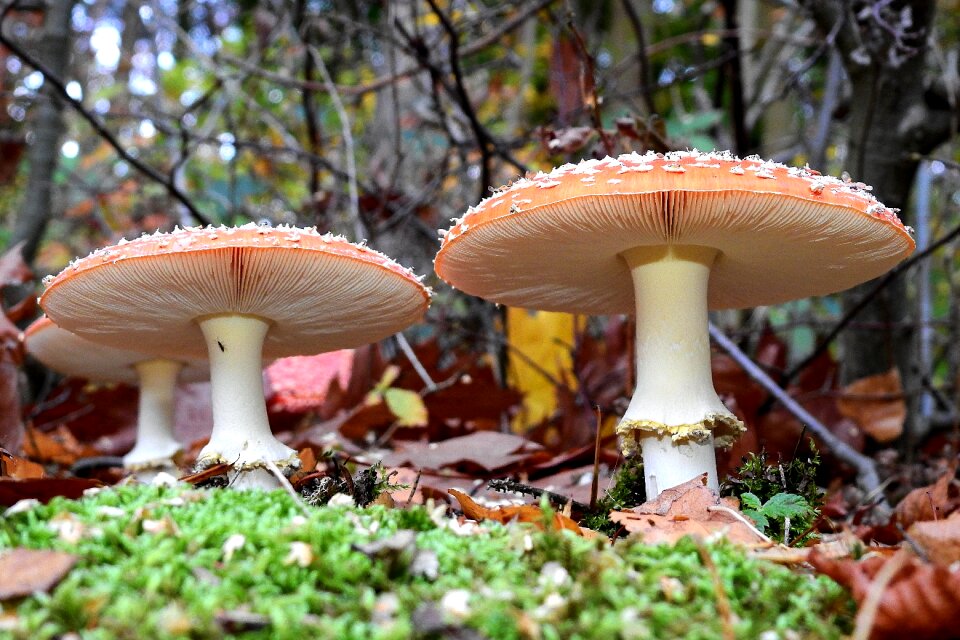 Nature poison spotted
