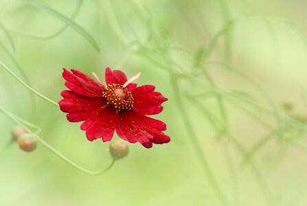 Happy bright bloom photo