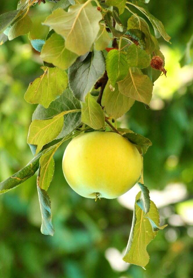 Summer fresh healthy
