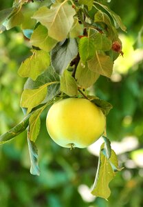 Summer fresh healthy