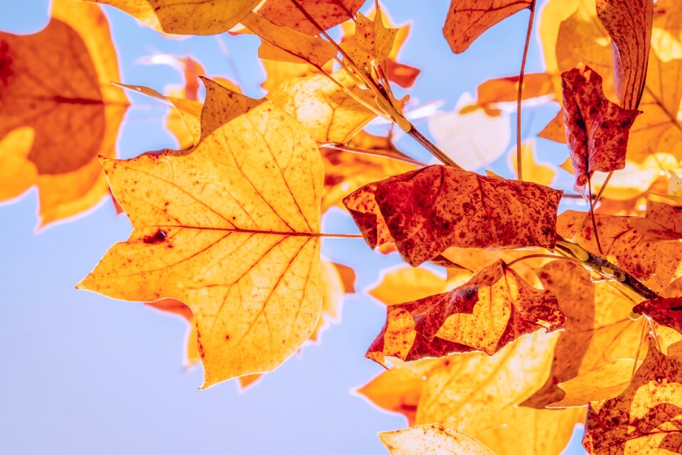 True leaves fall color nature