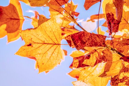 True leaves fall color nature