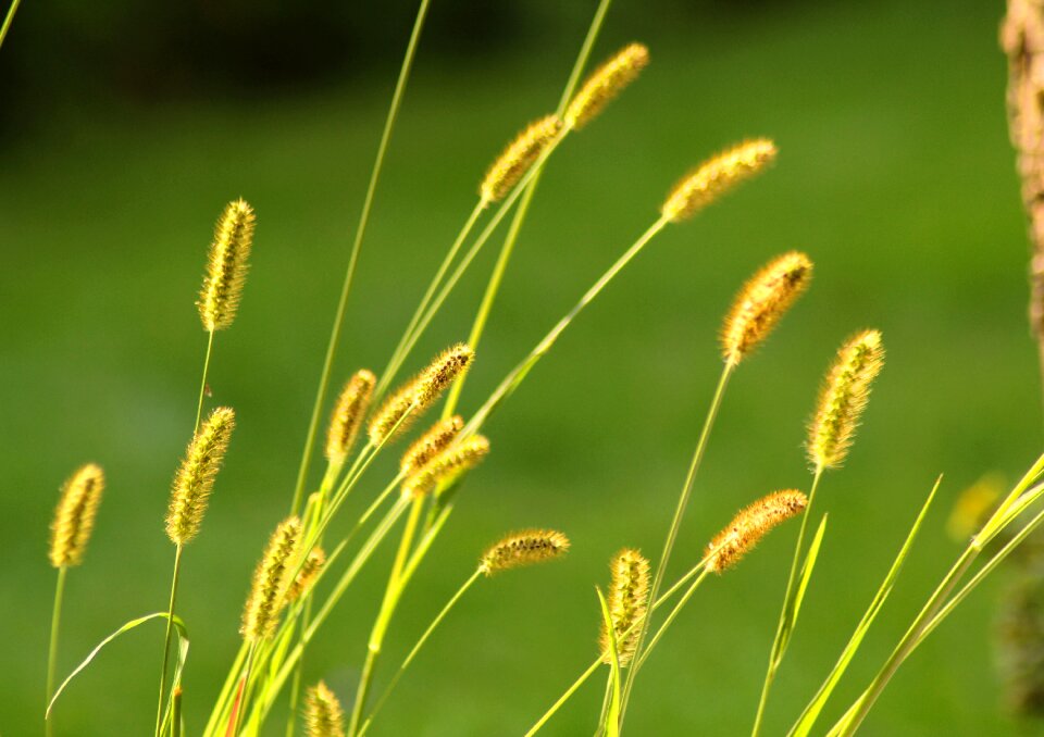 Landscape meadow green