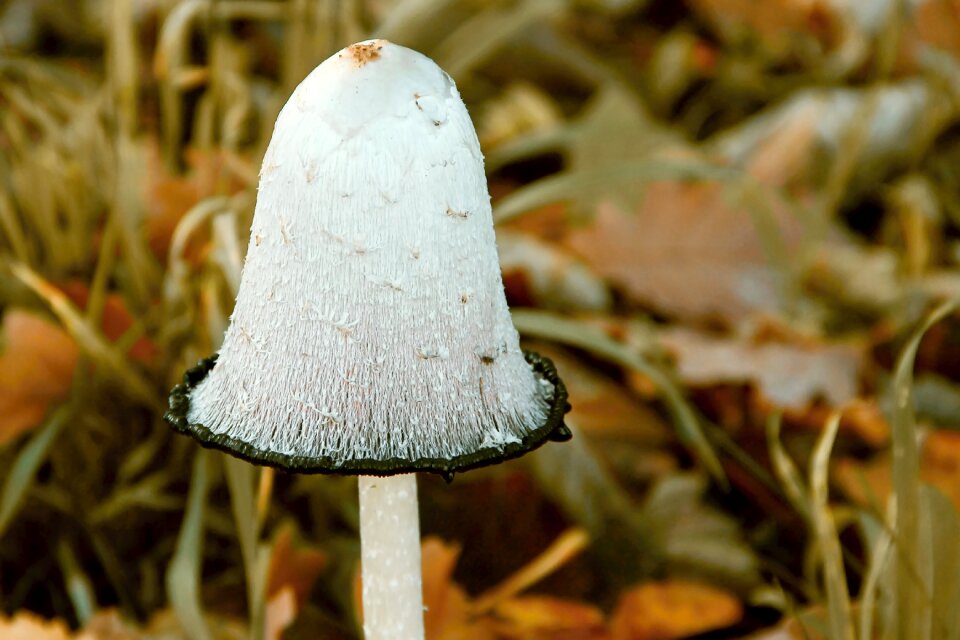 Tintenpilz mushroom asparagus mushroom