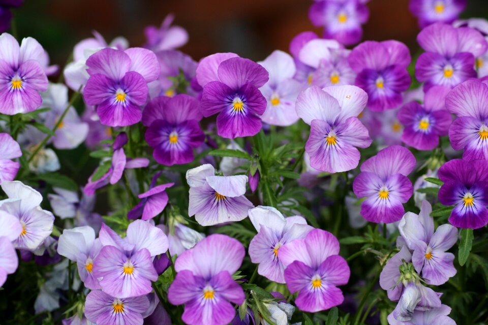 Plant blooming pansy