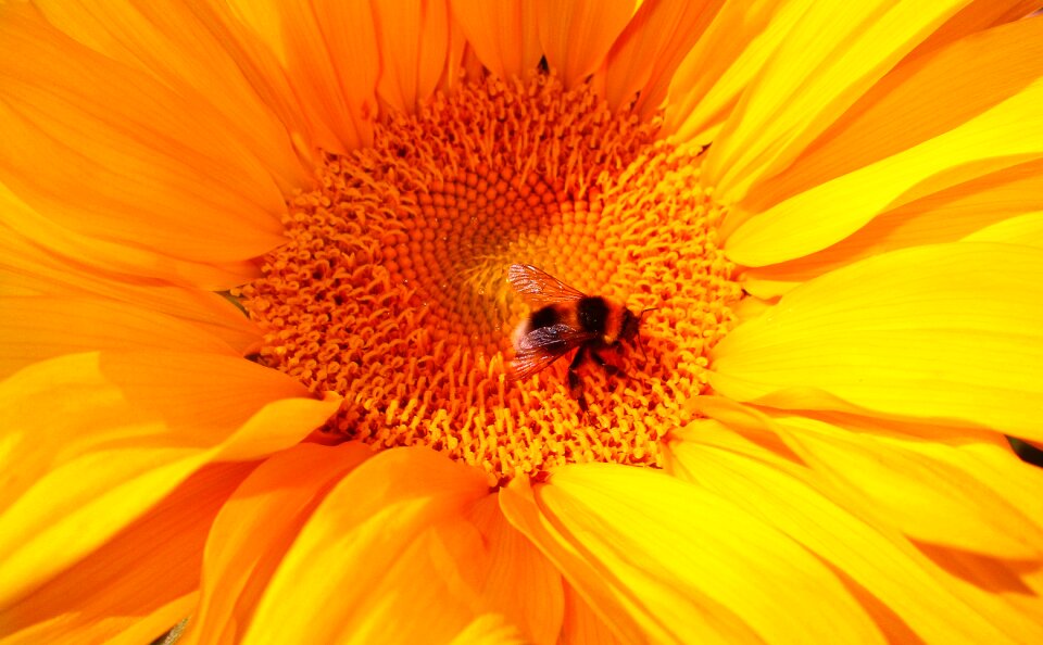 Sunflower yellow furry