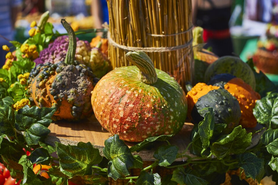 Vegetables still life vegetable