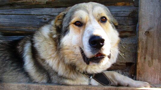 The language animals shepherd