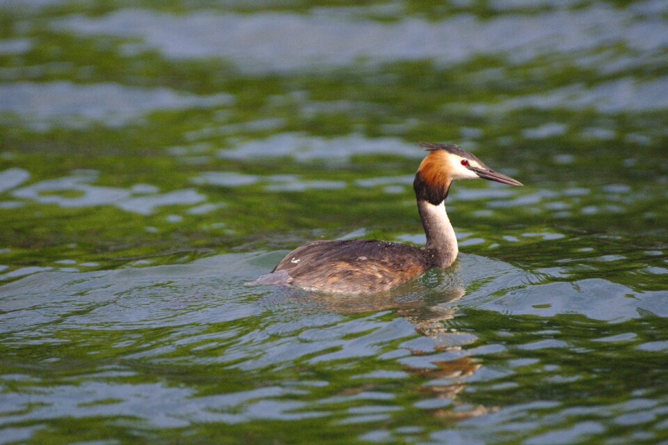 Bird lake water bird