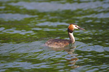 Bird lake water bird