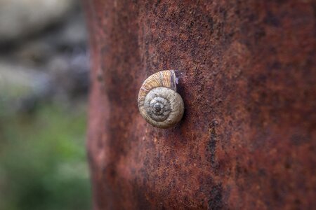 Shell spiral garden