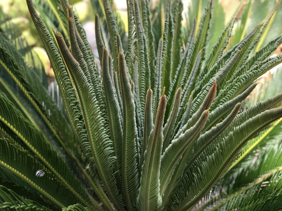Tropical natural plant