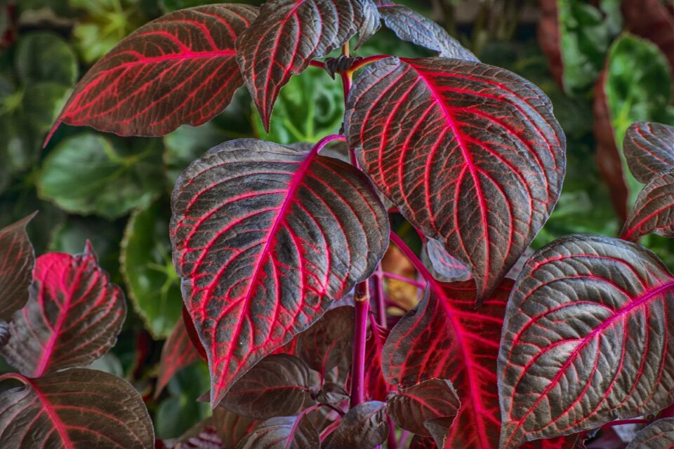 Garden color botany