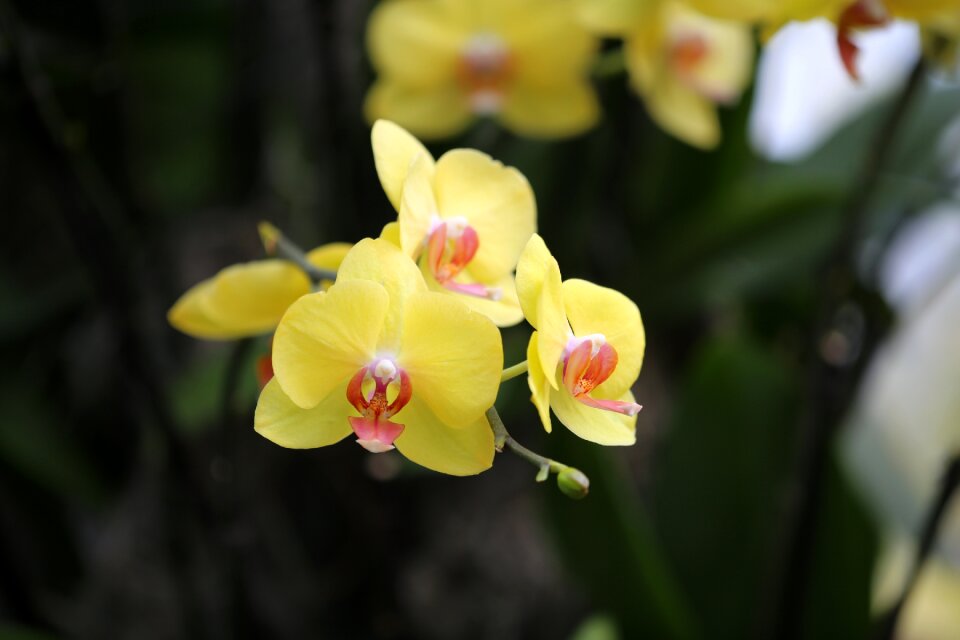 Flora nature tropical