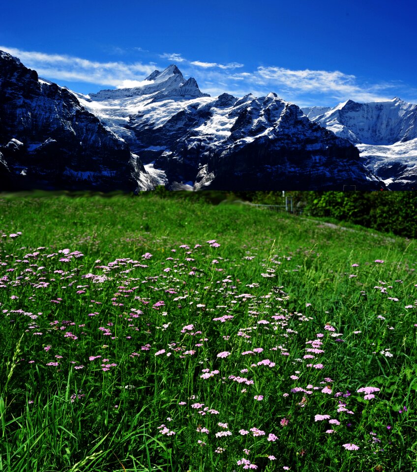 Bloom mountains switzerland