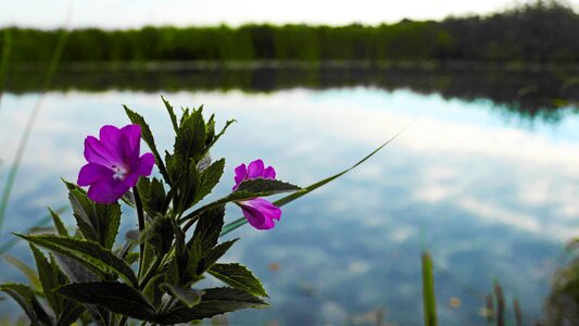 Lake contrast blossom