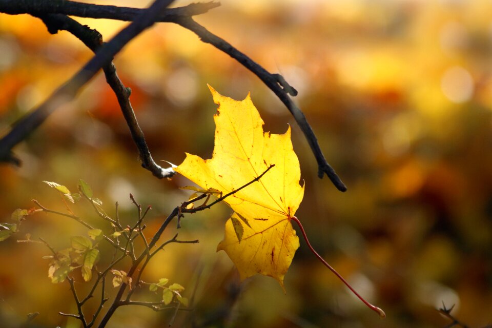 Nature season color