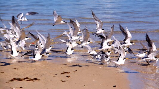 Sea birds flight photo