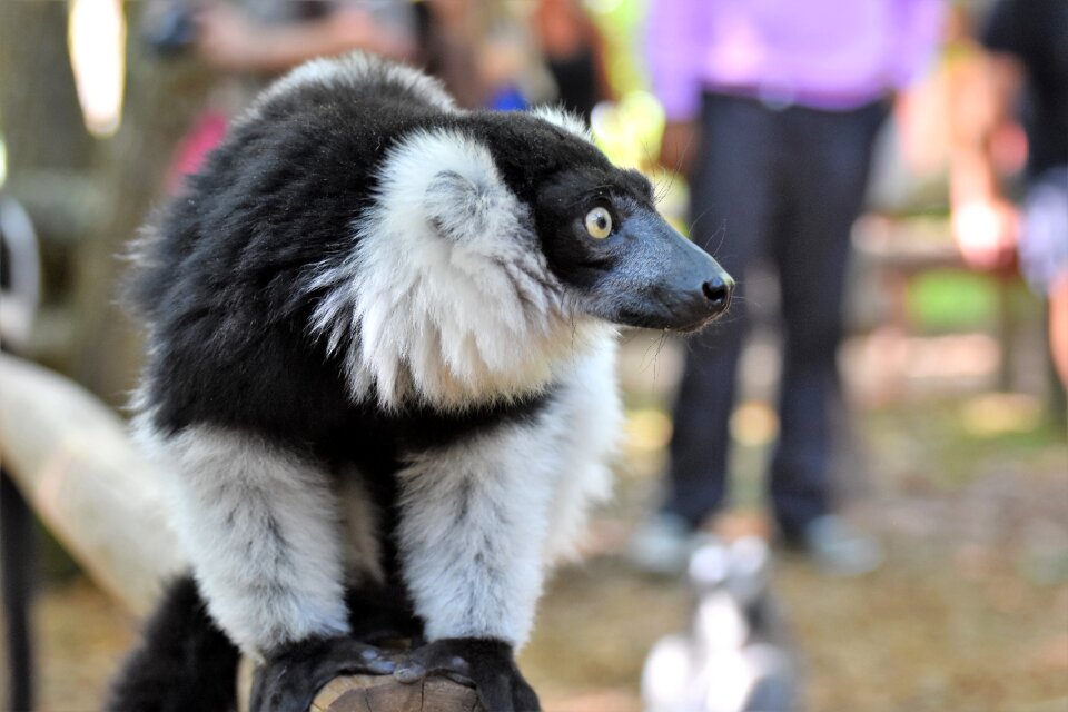 Zoo lemur Free photos