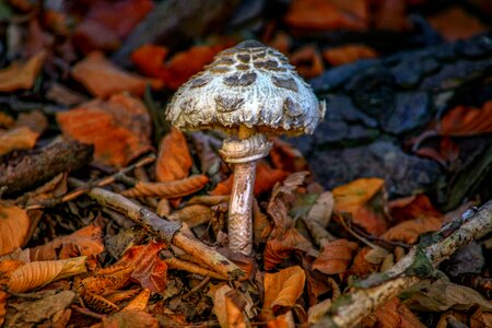 Nature mushroom boletes