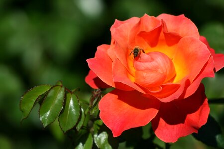 Bloom blossom nature