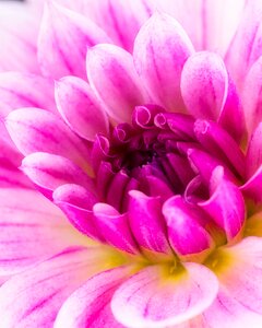 Bloom bright pink photo