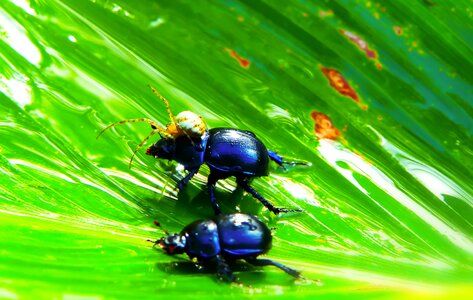 Food insects animals
