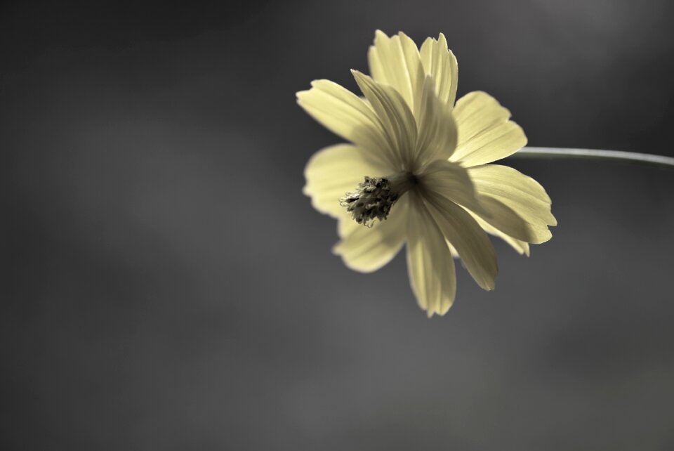 Nature bloom plant