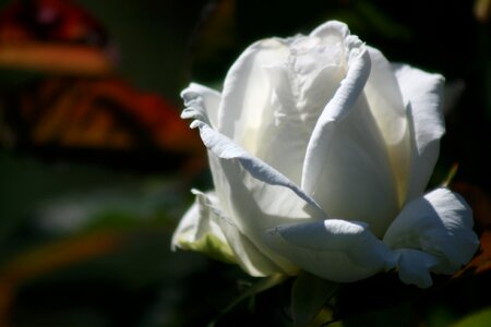 Plant blossom flower