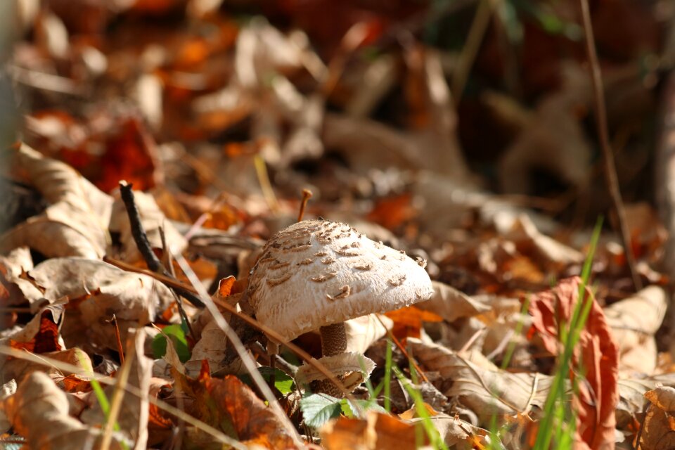 Leaves autumn forest