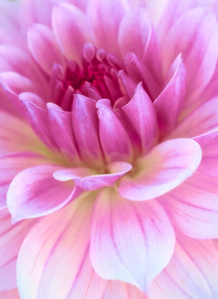 Pink blossom bloom
