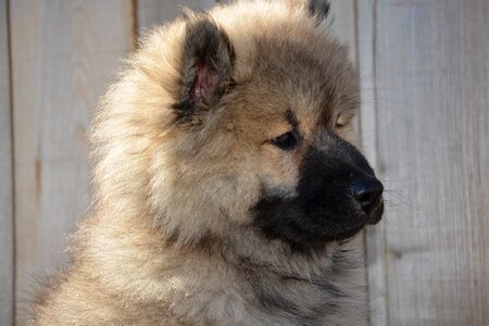 Dog olaf-blue puppy dog company