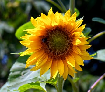 Yellow flower nature photo