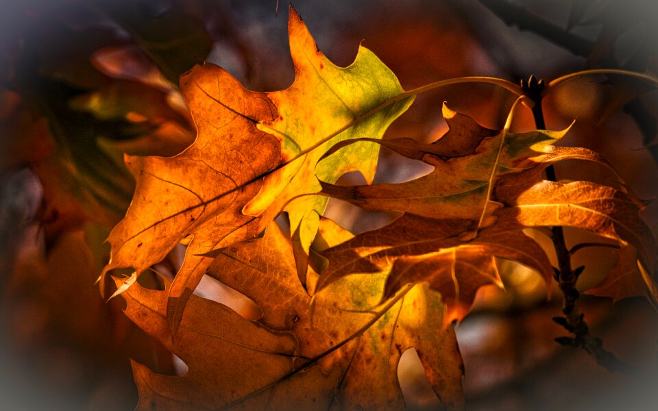Leaves nature oak
