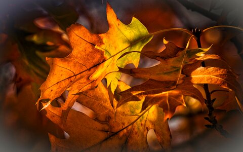 Leaves nature oak photo